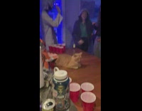 Cat in middle of table during party 