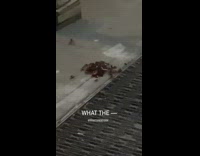 Brown cockroaches gather in group sidewalk night