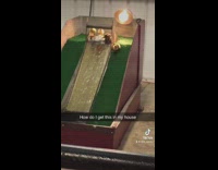 Collab BitchMP - Ducks go up ramp and down water slide