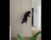 Black cat jumps to reach laser pointer 