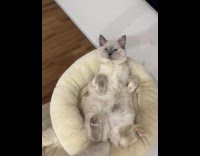 White cat lays upside down at  bed