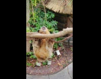 MUSIC Orange Sloth on Tree Branch Dances