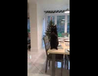 Woman show black cat on chair picture