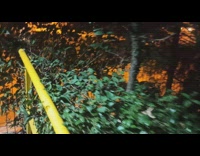 Dog comes inside the gate opened by the filmer