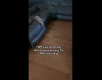 Senior dog and foster dog on sofa