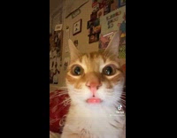 Collab Clips MPUGC - Cat staring and has confused look 