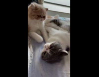 Cat punches other cat lying down couch