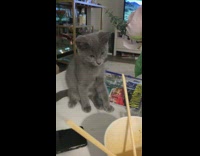 Grey kitten chews chopstick in white container
