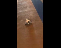 [nsfw] Collab WINY - Dead bird pigeon lay on train station platform