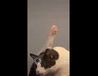 Collab BitchMP - Cat on tower with leg up loading log effect on head