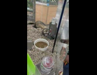 Ferret lay and bench press water bottle container