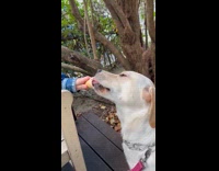 Dog licks ice cream feed by owner