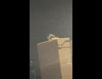 Huge white flying bug on top of box pole flies