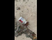 Hermit crab on beach using Tylenol pill container as shell