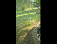 Water pressure make hose dance at backyard