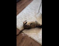 Cat trying to zoom around still numb from vet 