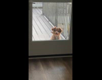 Collab Clips MPUGC - Dog with slice of pizza on mouth 