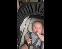 Lizard crawling around babys head on stroller