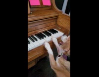 Dog press piano keys to reach treat