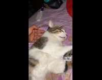 Woman wakes her sleeping cat 