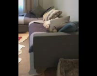 dog tries to jump on couch 