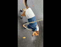 Dog with raincoat hates wearing rain booties