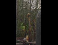 two mountain lion cubs in back yard