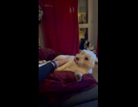 Dog loves belly scratch falls from couch