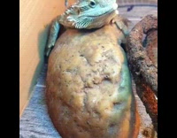 Bearded dragon leaves imprint of body poop 