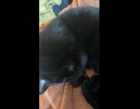 Sleeping cat hissing while dreaming