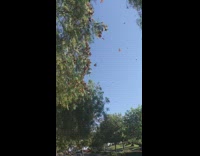 Monarch butterflies fly on trees street migration
