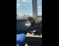 Cat slap and catch rat plushy toy