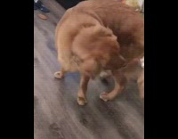 Dog puts ears and butt fur in bun