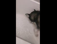 Husky dog dig bathtub water faucet on