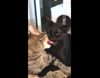 Cat biting other cats tongue 