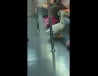 Girl sits subway white pet duck leash 