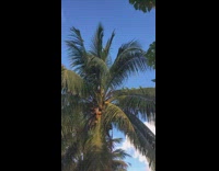 Green birds sit palm tree leaves