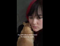 Collab Clips MPUGC - Dog doesnt want hooman to go to work