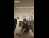 Guy pretends to die wiener dog humps arm