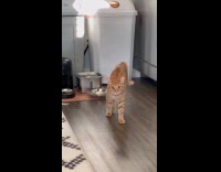 Cat approaching hooman by slowly walking