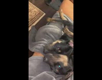 Black brown dogs lay together orange couch 