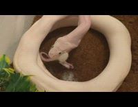 White snake eats swallows mouse whole container 