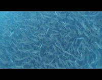 Guy swim through school of fish slowmo