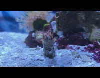 Sabellidae feather duster worm tube fish tank