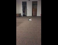 Cat try to chase own tail floor