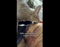 Jealous cat bites owners head