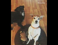 White dog sitting on black bed is offered green toy which black dog steals
