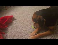 Woman films dog tries to eat celery