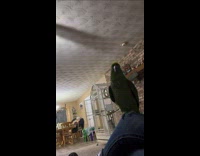 Parrot bird cusses at owner 