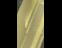 Pug wait for food sniff lick nose